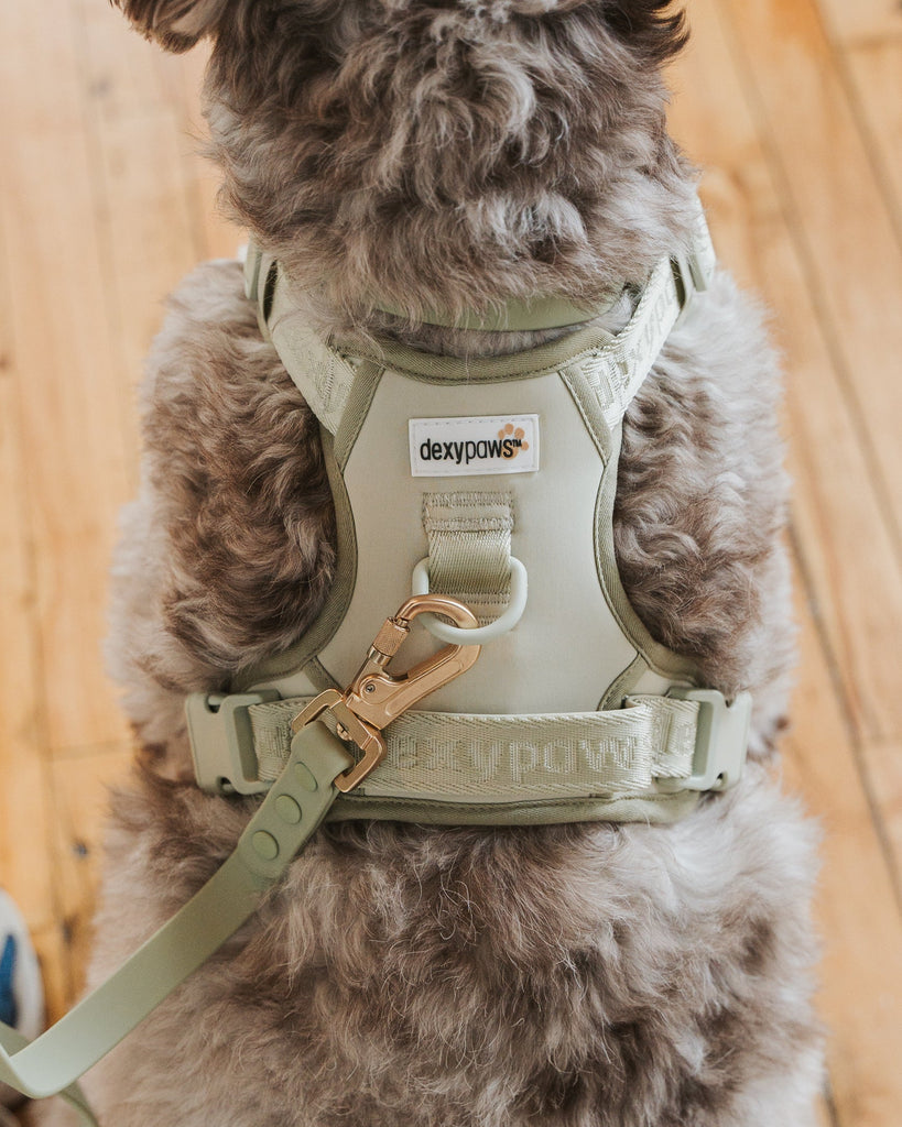Dog Harnesses: What to Consider