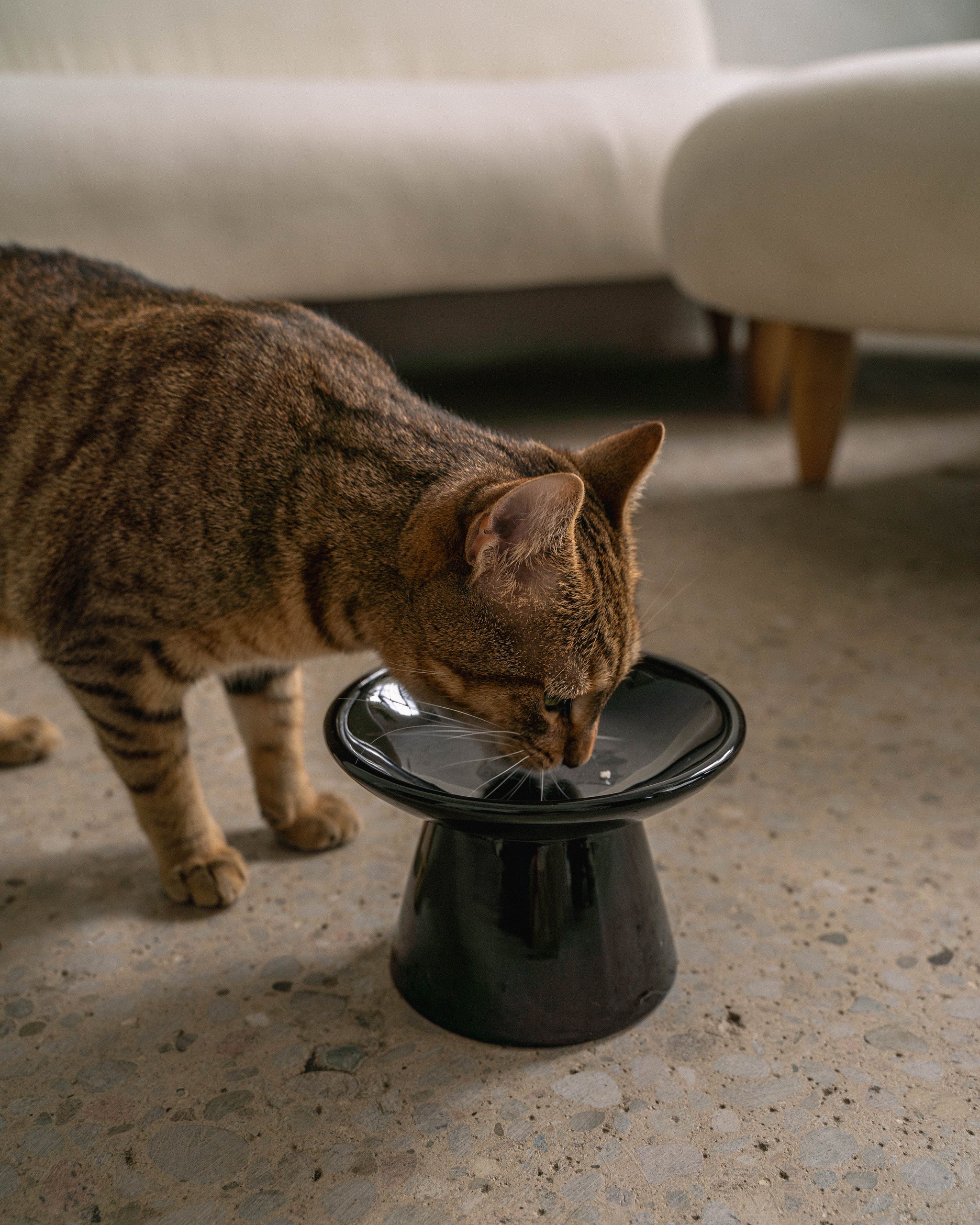 Bowls Good Or Bad Flat Cat Bowl Teenyyou Pcs Elevated Ceramic