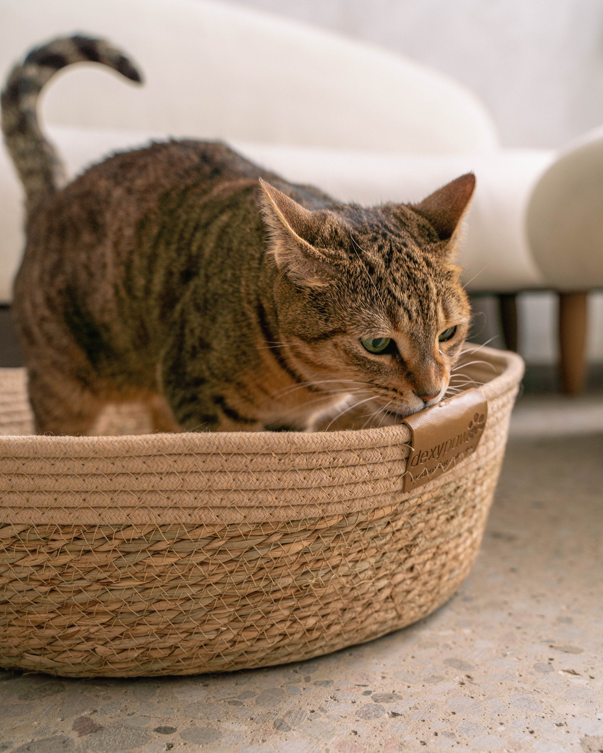 Neutral Cat Basket Bed with Cozy Pillow Insert dexypaws