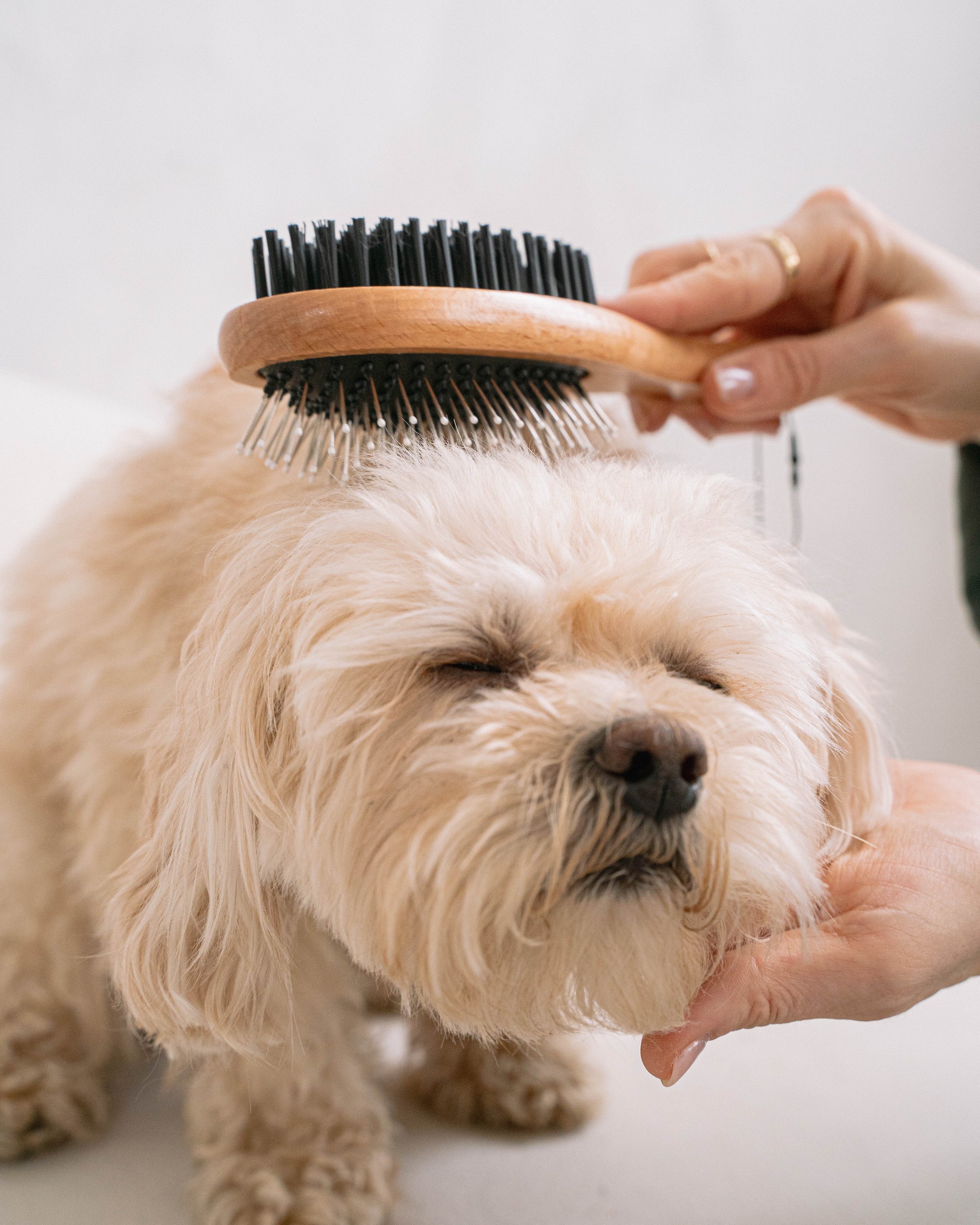 Dog Grooming Supplies in Canada Pet Grooming dexypaws