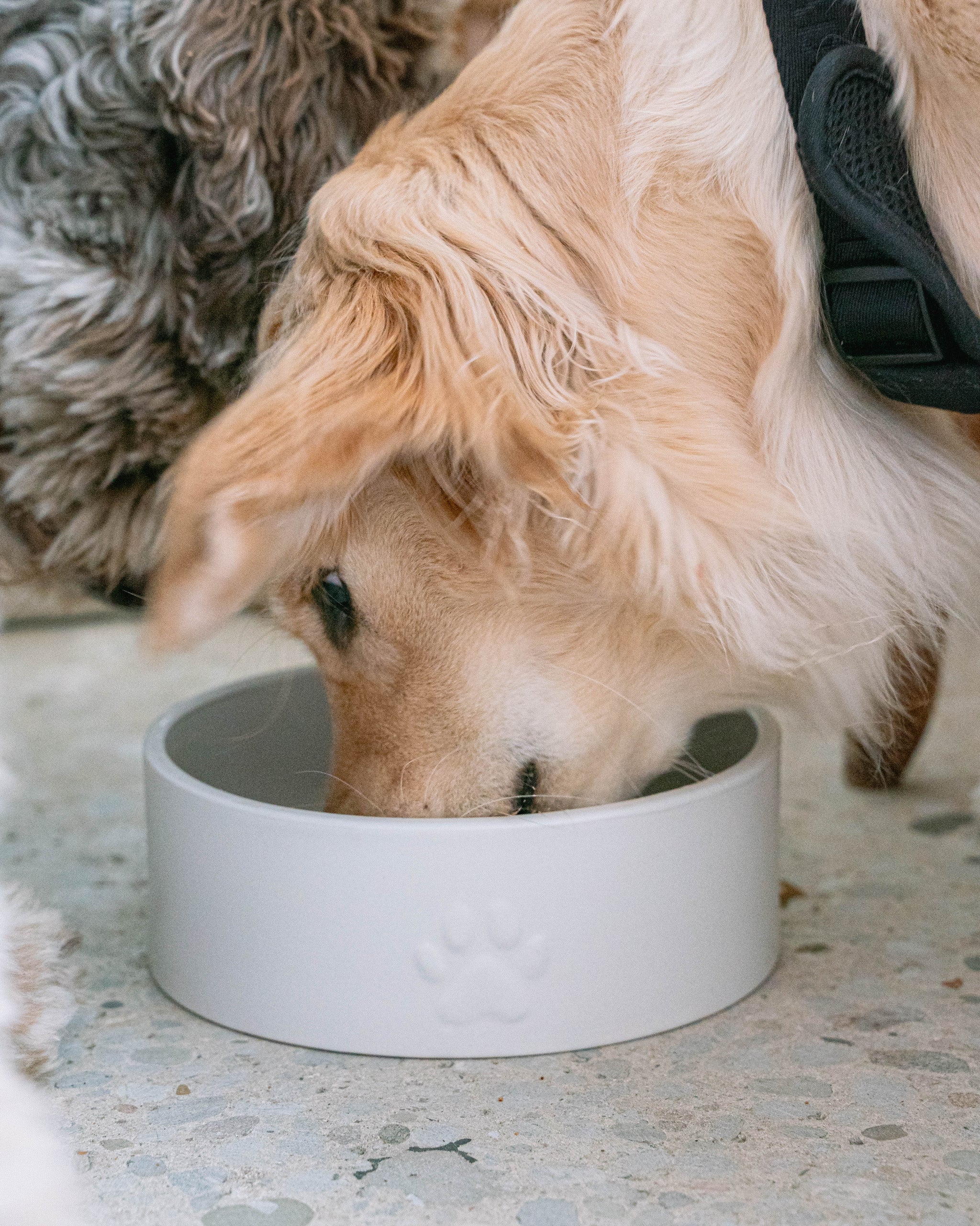 White Ceramic Dog Bowl – dexypaws