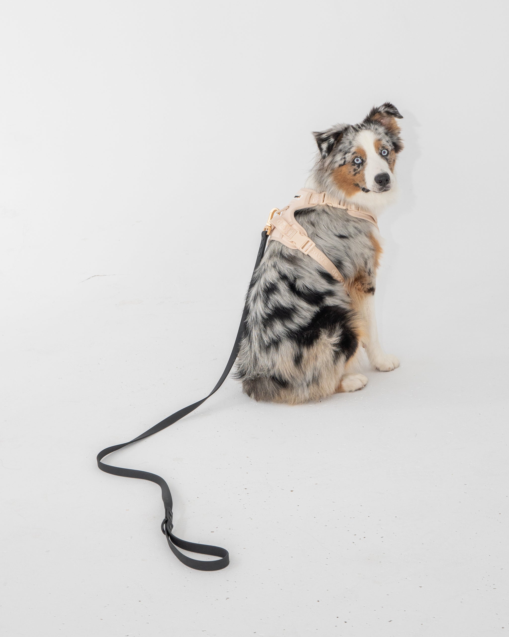 Buy Dog Harness in Canada dexypaws