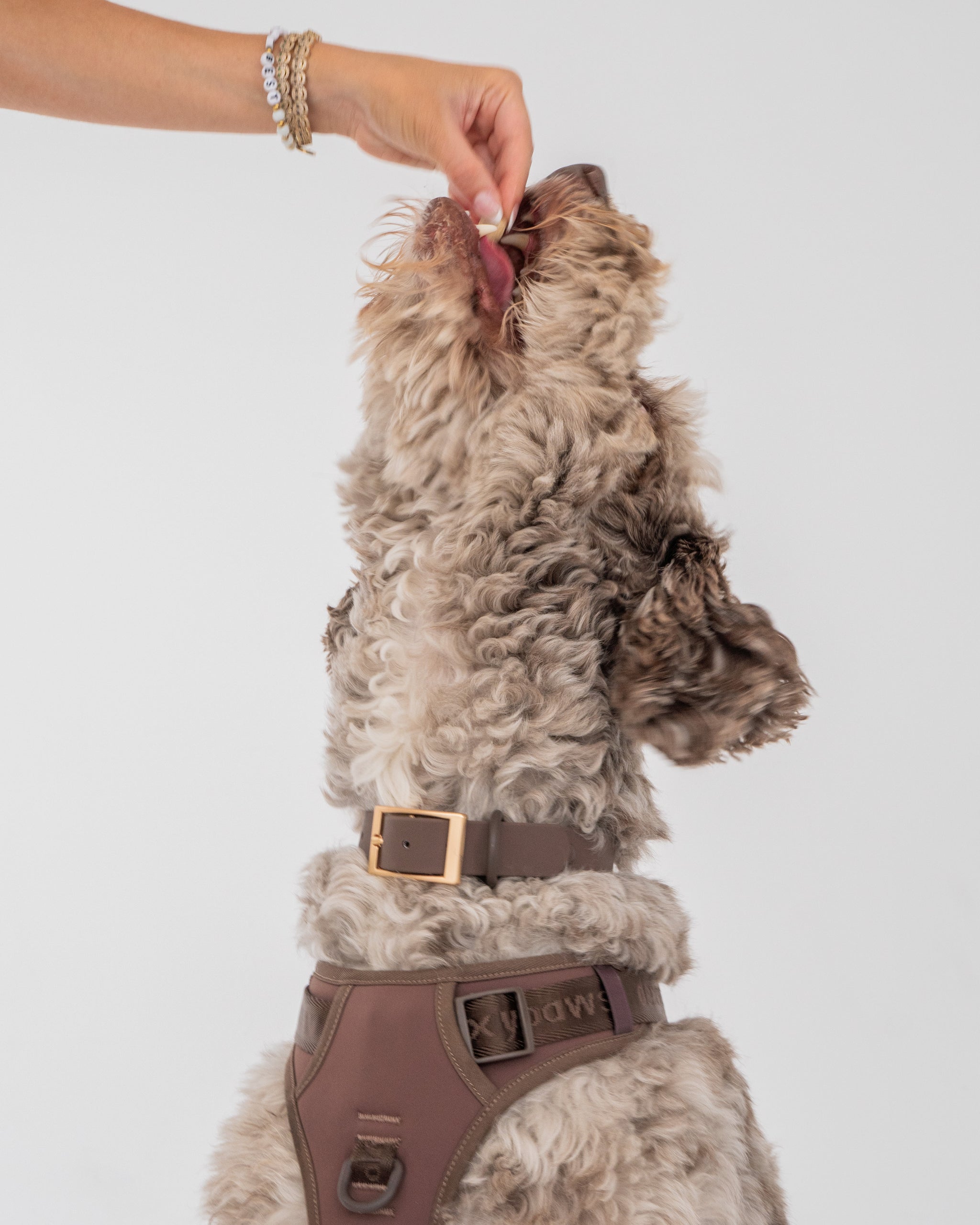 Espresso No-Pull Dog Harness – dexypaws