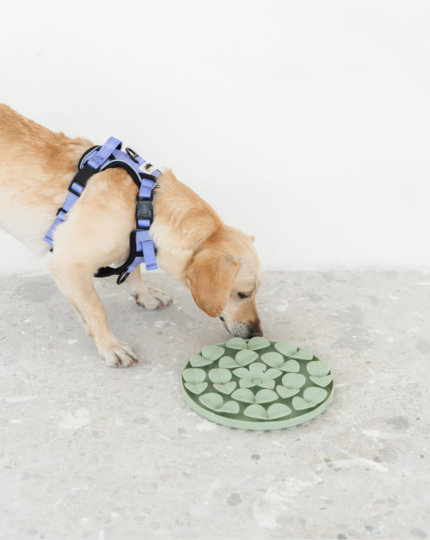 Sage Green Silicone Snuffle Mat – dexypaws