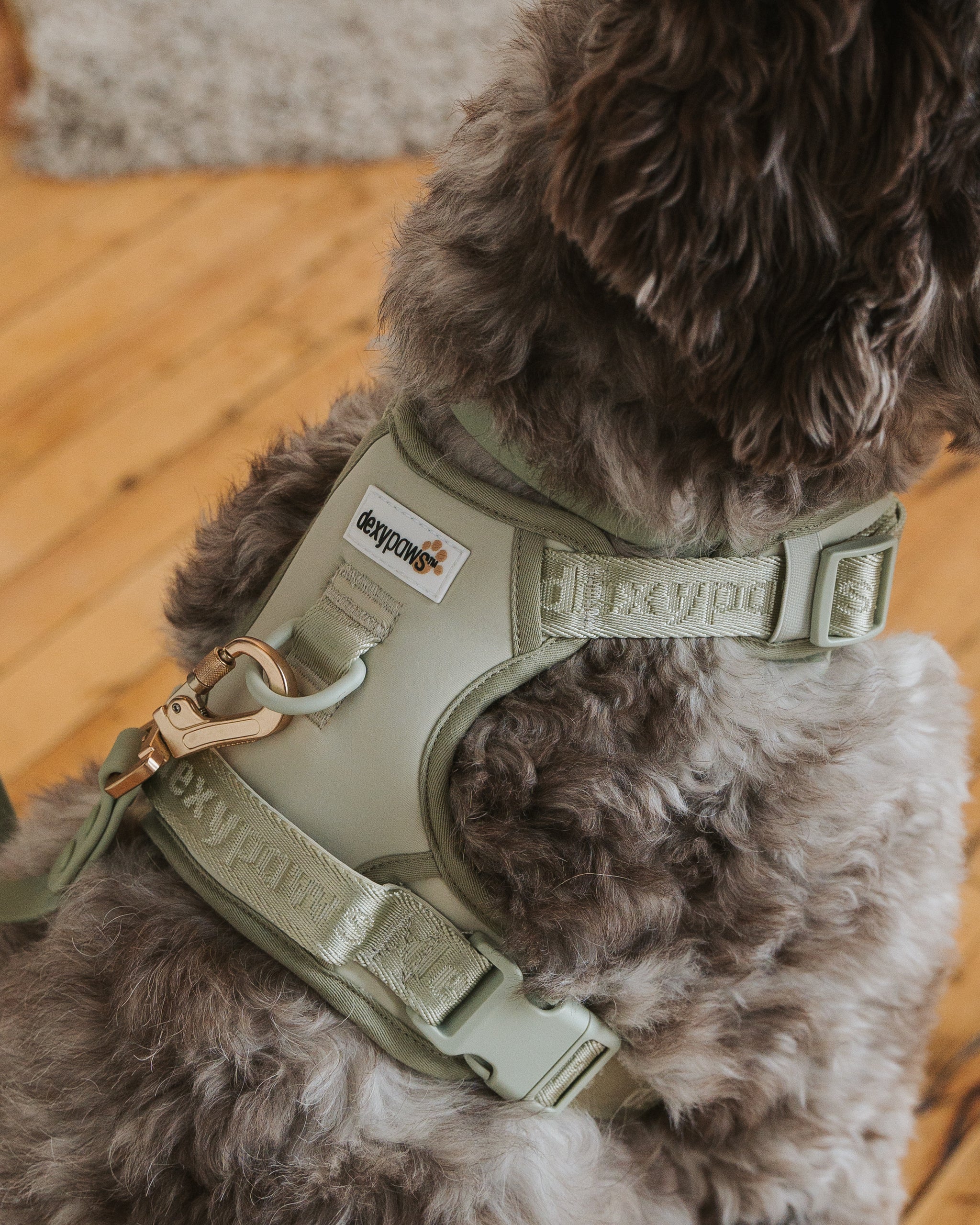 No-Pull Dog Harness Sage Green – dexypaws